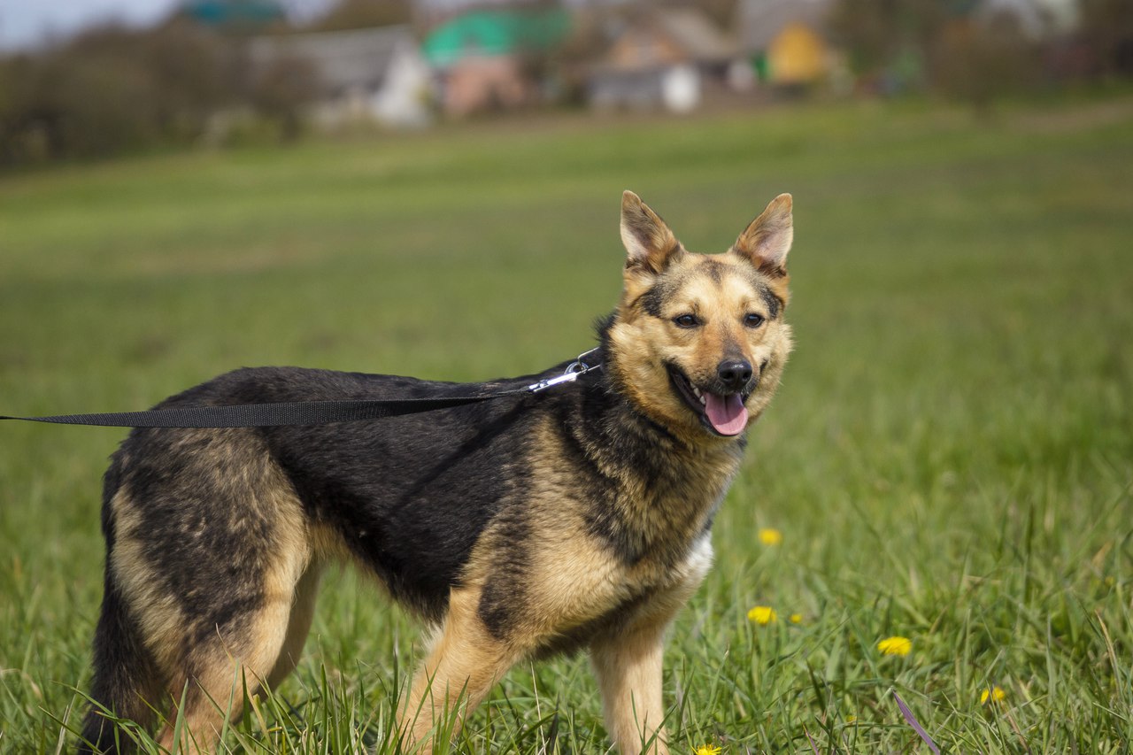 Жывёлы шукаюць дом: шчанюкі, сабакі і коткі, якія чакаюць менавіта цябе Жывёлы шукаюць дом: шчанюкі, сабакі і коткі, якія чакаюць менавіта цябе