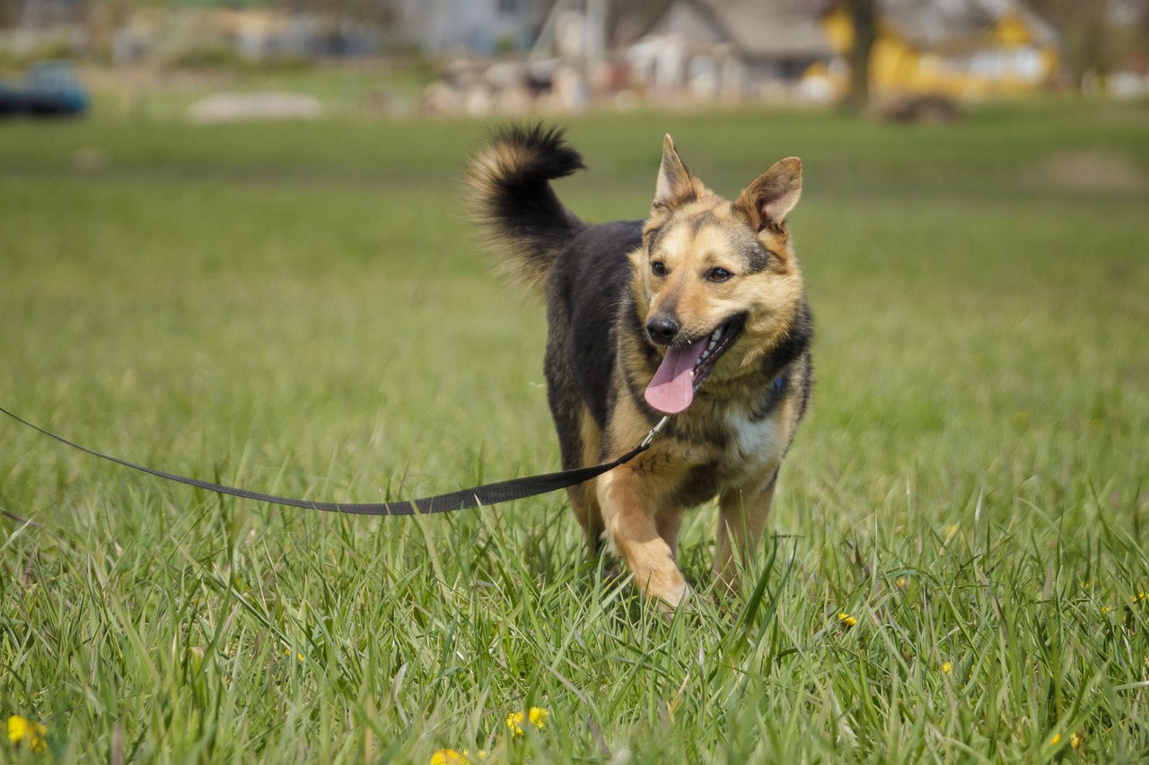 Жывёлы шукаюць дом: шчанюкі, сабакі і коткі, якія чакаюць менавіта цябе Жывёлы шукаюць дом: шчанюкі, сабакі і коткі, якія чакаюць менавіта цябе