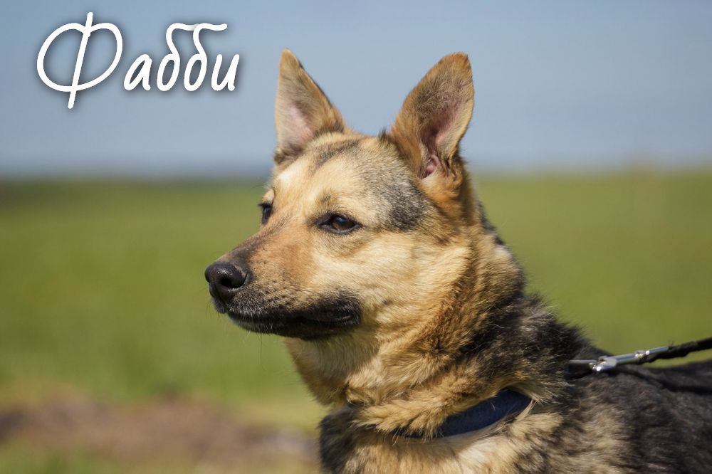 Жывёлы шукаюць дом: шчанюкі, сабакі і коткі, якія чакаюць менавіта цябе Жывёлы шукаюць дом: шчанюкі, сабакі і коткі, якія чакаюць менавіта цябе