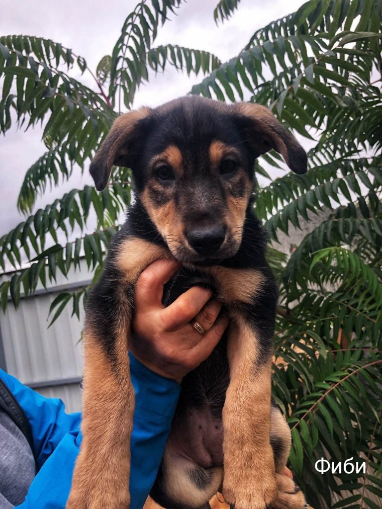 Жывёлы шукаюць дом: шчанюкі, сабакі і коткі, якія чакаюць менавіта цябе Жывёлы шукаюць дом: шчанюкі, сабакі і коткі, якія чакаюць менавіта цябе