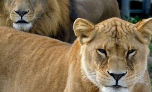 гродненский зоопарк