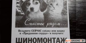 Там, дзе збілі зубра, на трасу выйшлі трое зубранятаў. Пільнуйцеся! шиномонтаж