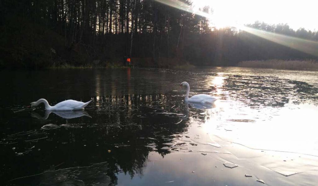 Пад Гродна ўчастковы пазычыў у дачніка лодку, каб выратаваць лебедзяў