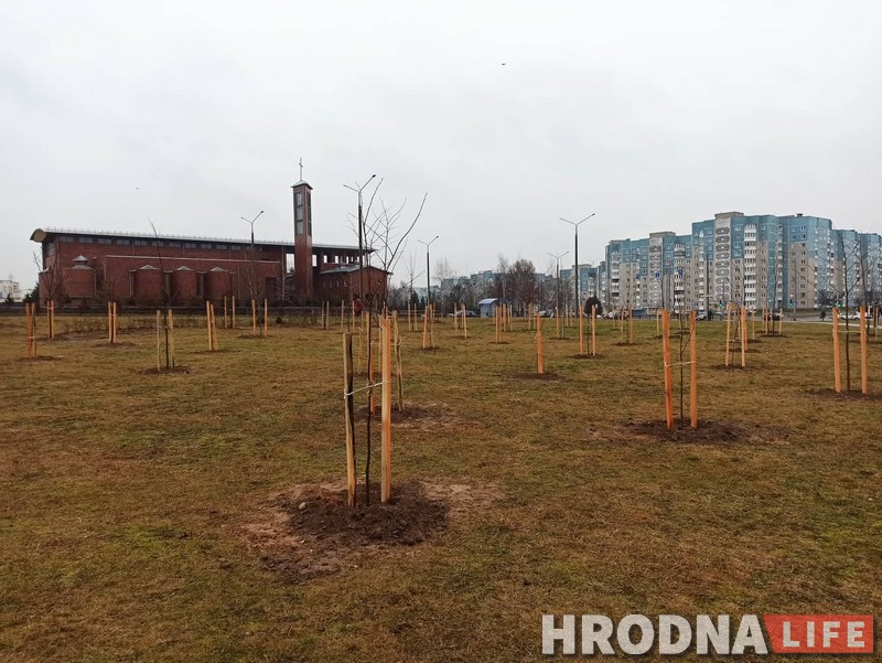 6000 деревьев и 7000 кустарников высадят в Гродно, чтобы компенсировать прежние вырубки