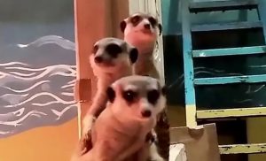 Служба аховы ў дзеянні: вясёлае відэа з сурыкатамі з гродзенскага заапарка