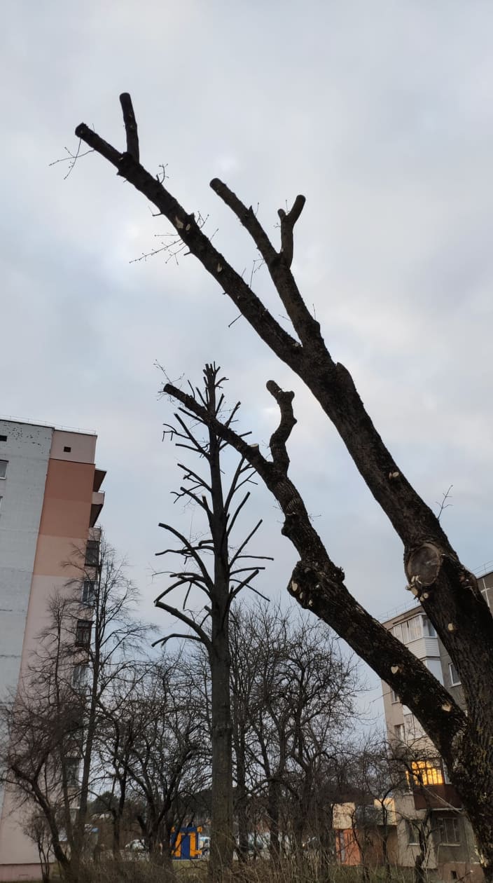 Дрэвы зноў абразаюць пад нуль. Што кажуць батанікі і ЖКГ? Дрэвы зноў абразаюць пад нуль. Што кажуць батанікі і ЖКГ?