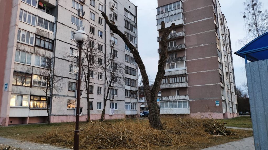 Дрэвы зноў абразаюць пад нуль. Што кажуць батанікі і ЖКГ? Фота: Hrodna.life