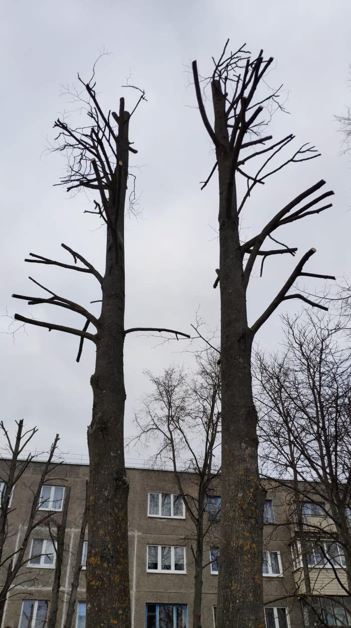 Дрэвы зноў абразаюць пад нуль. Што кажуць батанікі і ЖКГ? Дрэвы зноў абразаюць пад нуль. Што кажуць батанікі і ЖКГ?