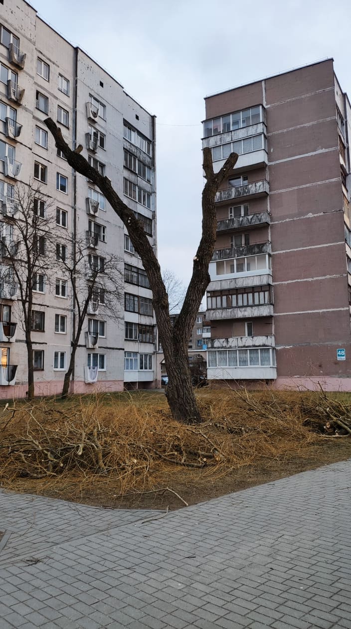 Дрэвы зноў абразаюць пад нуль. Што кажуць батанікі і ЖКГ? Дрэвы зноў абразаюць пад нуль. Што кажуць батанікі і ЖКГ?