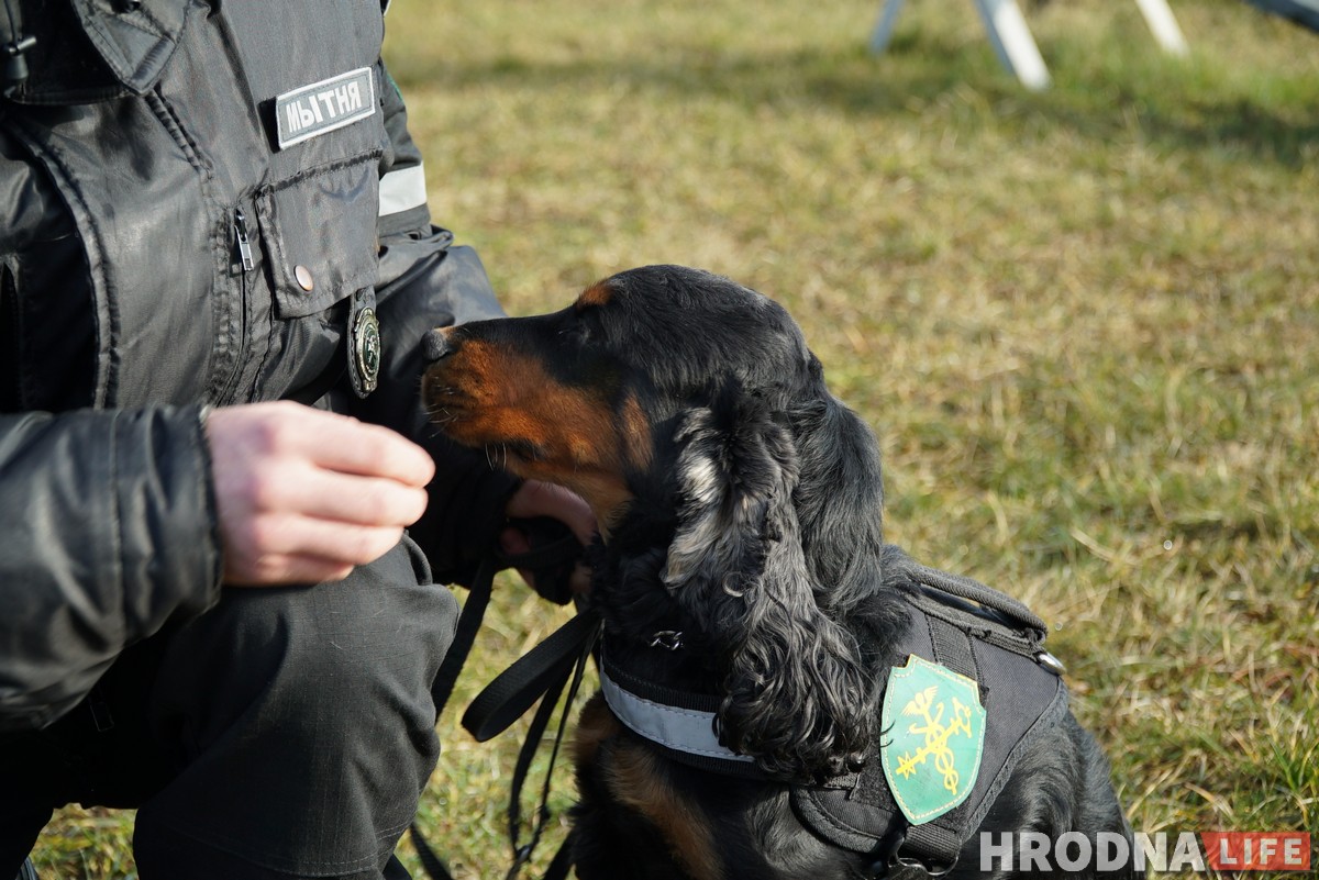 З асобнымі кабінетамі і службовым аўтамабілем. Як жывуць і працуюць сабакі Гродзенскай мытні З асобнымі кабінетамі і службовым аўтамабілем. Як жывуць і працуюць сабакі Гродзенскай мытні
