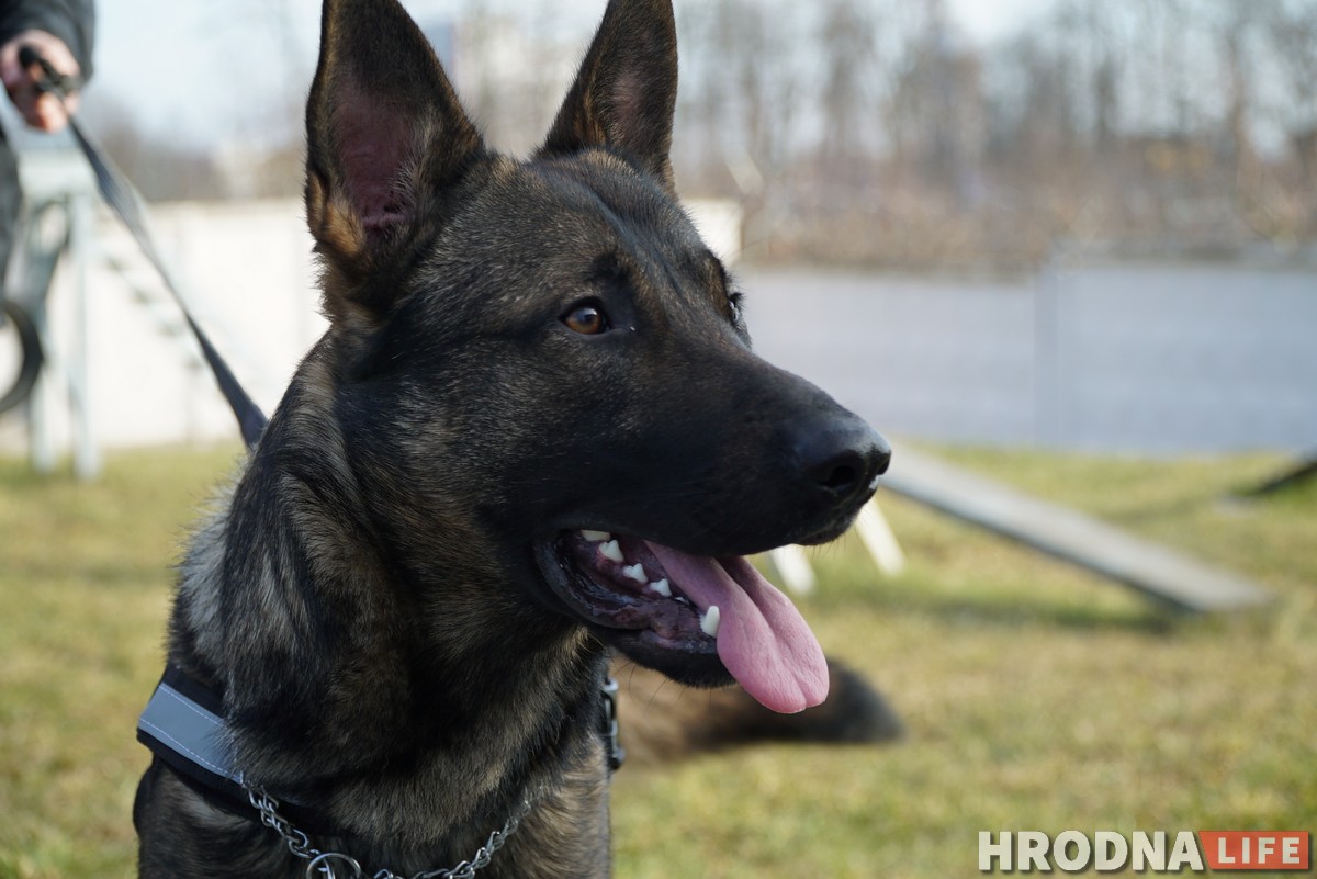 З асобнымі кабінетамі і службовым аўтамабілем. Як жывуць і працуюць сабакі Гродзенскай мытні З асобнымі кабінетамі і службовым аўтамабілем. Як жывуць і працуюць сабакі Гродзенскай мытні