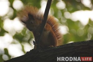 Навошта вавёркам плот, а вазочнікам – пандусы. Камунальнікі то чуюць Юлю Каляду, то не чуюць, а яна ўсё роўна піша Навошта вавёркам плот, а вазочнікам – пандусы. Камунальнікі то чуюць Юлю Каляду, то не чуюць, а яна ўсё роўна піша