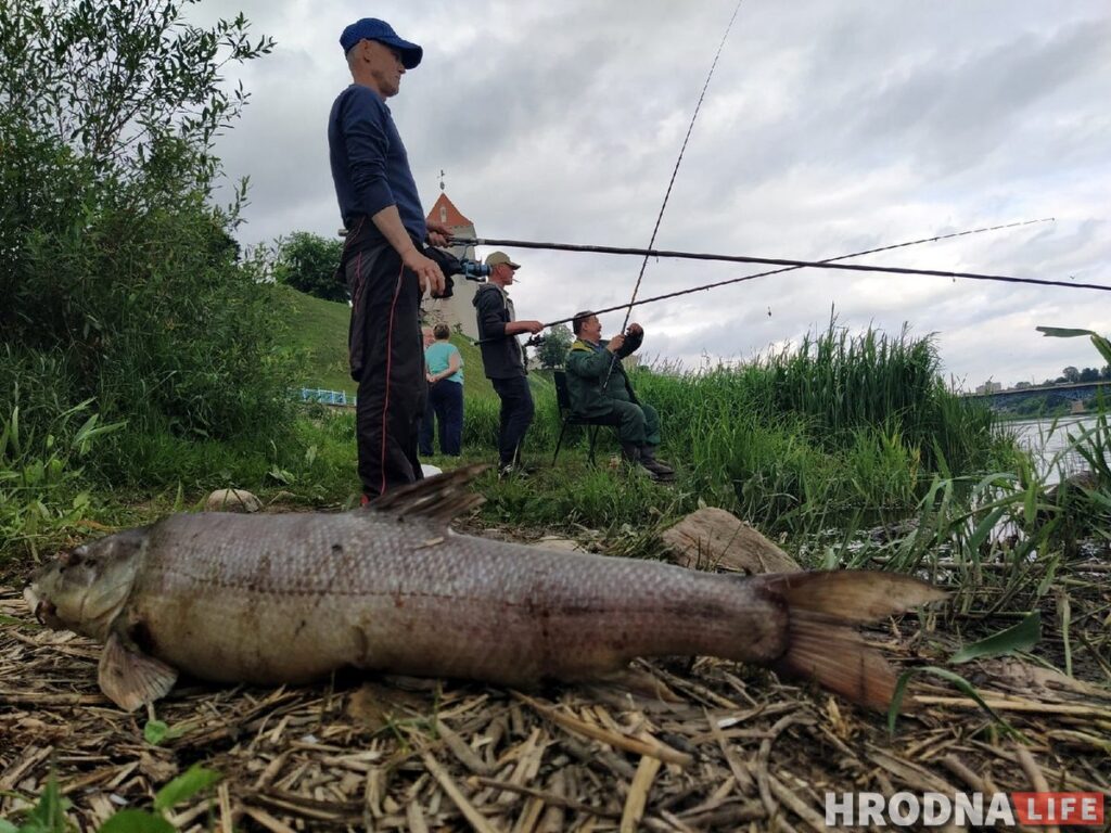 Дзяржінспекцыя патлумачыла, чаму ў Нёмане адбыўся мор рыбы