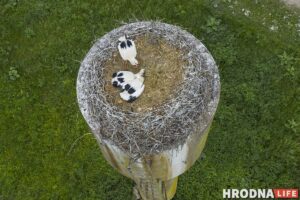 Палац у лясных джунглях,  пешы мост і кавалачак Вестфаліі ў Беларусі: падарожжа на 12 цікавостак за 1 дзень