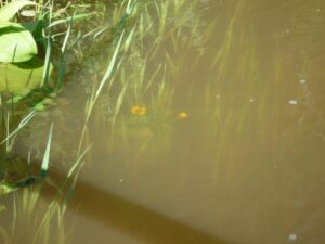 Дырэктара музея ў Ваўкавыску знайшлі ў Нёмане мёртвым. На выбарах ён адмовіўся падпісваць выніковы пратакол