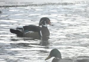 У маразы пад Гродна знайшлі новы від птушак для Беларусі – качку-каралінку