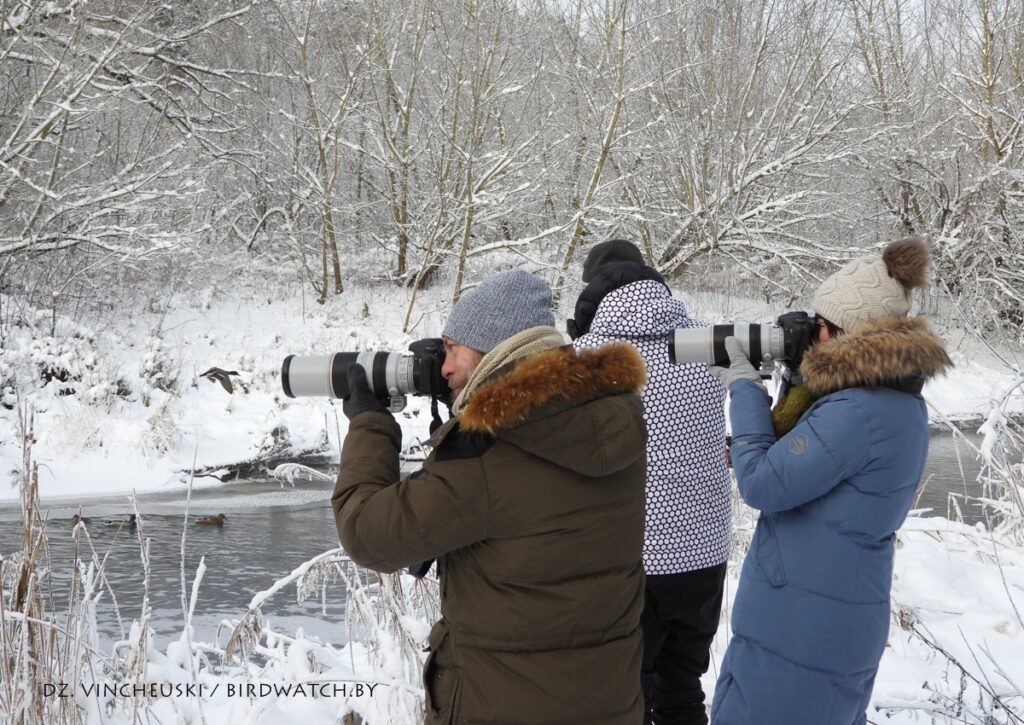 В морозы под Гродно обнаружили новый вид птиц для Беларуси – каролинскую утку