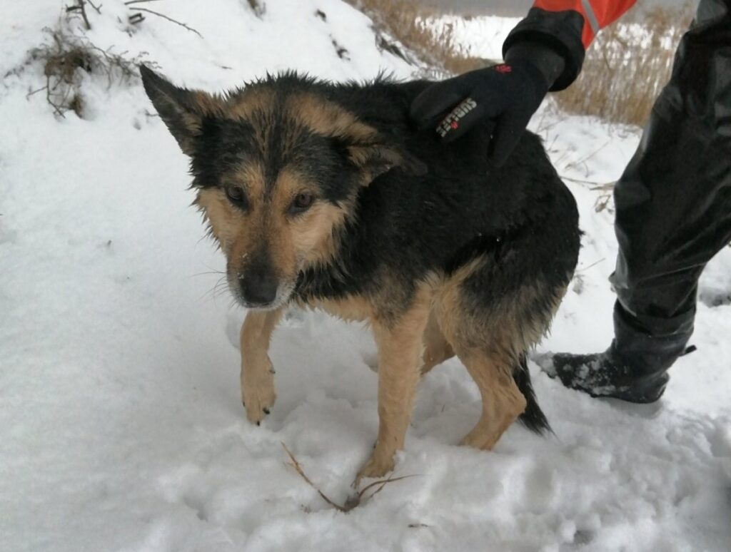 На “Юбилейном” собака гналась за зайцем и провалилась под лет: ее спасли водолазы