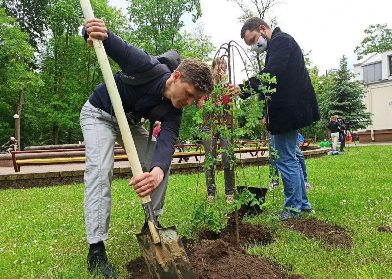 Журналісты Hrodna.life высаджваюць дрэвы ў парку Жылібера, 5.06.2020. Фота: Ірына Новік