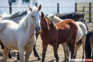 Бляск і галеча беларускай конегадоўлі. Коні прыносяць «золата», але на дах і вокны для іх грошай няма