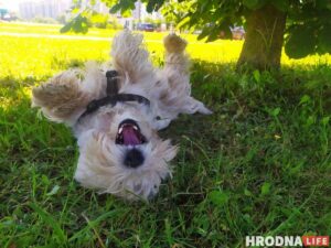 «Таблеткі ад спёкі яшчэ не прыдумалі». Ветэрынар расказаў, што зрабіць, каб ваш кот і сабака лягчэй перанеслі гарачыню «Таблеткі ад спёкі яшчэ не прыдумалі». Ветэрынар расказаў, што зрабіць, каб ваш кот і сабака лягчэй перанеслі гарачыню