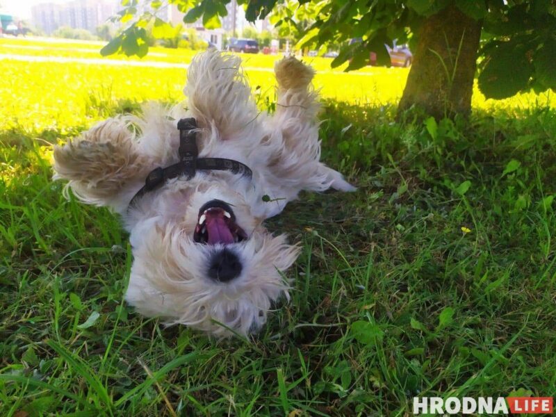 «Таблеткі ад спёкі яшчэ не прыдумалі». Ветэрынар расказаў, што зрабіць, каб ваш кот і сабака лягчэй перанеслі гарачыню