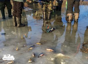 Под Гродно снова массовый лов рыбы. Год назад из-за такого распилили лед