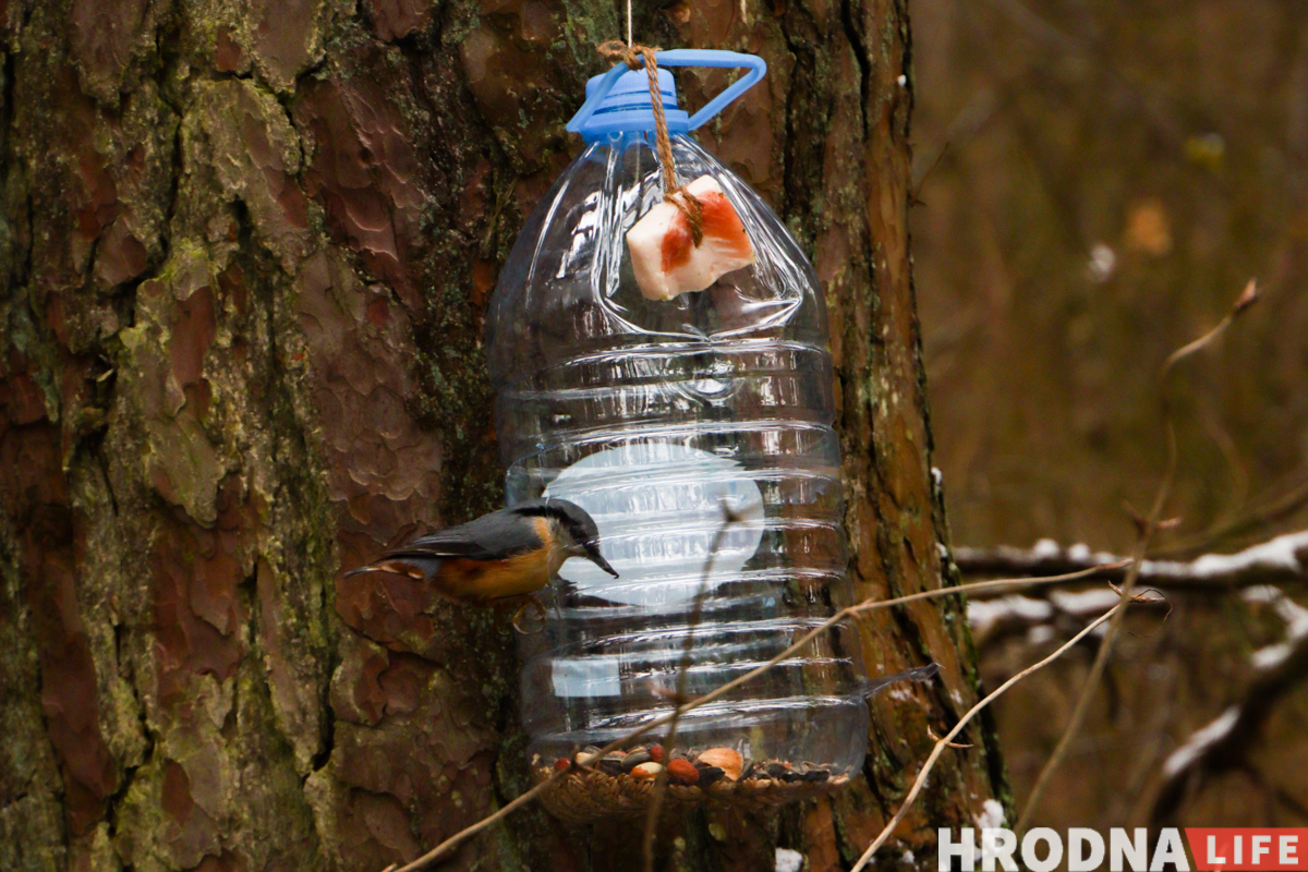 Не кормить, а подкармливать. 8 видов кормушек и чек-лист по еде для птиц от орнитологов