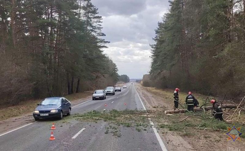 Пострадали 19 населенных пунктов: смотрите фото, что сильный ветер повредил в Гродненской области за выходные