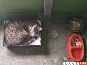 Знішчаюць па 40 у месяц. Колькі ў Гродне выдаткуюць на знішчэнне безнаглядных жывёл Знішчаюць па 40 у месяц. Колькі ў Гродне выдаткуюць на знішчэнне безнаглядных жывёл