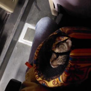 Эвакуявалі катоў і правяралі бамбасховішча. Як жыхары Украіны пражылі першыя дні вайны? Эвакуявалі катоў і правяралі бамбасховішча. Як жыхары Украіны пражылі першыя дні вайны?