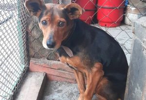 Пад Гроднам у целе сабакі знайшлі больш за 20 куль. Валанцёры шукаюць таго, хто гэта зрабіў