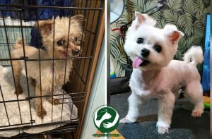 Гаспадыня карэліцкага гадавальніка патрабуе вярнуць ёй сабак. Зоаабаронцы лічаць, што гэта небяспечна, і звярнуліся ў Генпракуратуру