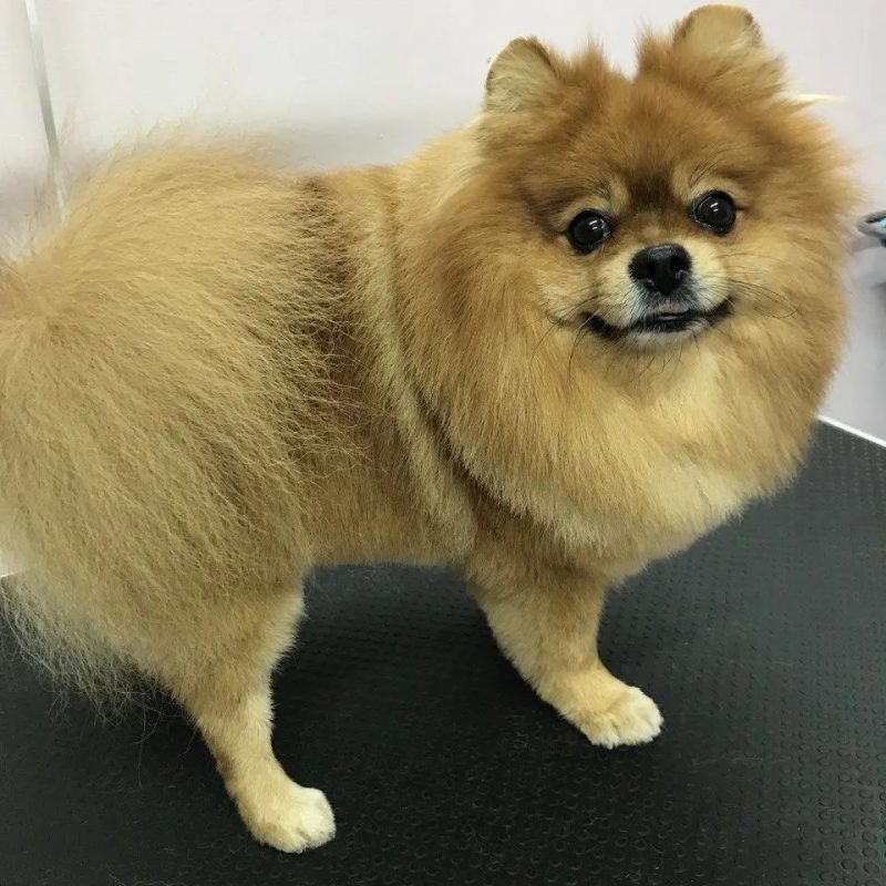 Радзей купайце і выкарыстоўвайце дзіцячы крэм. Як клапаціцца аб сабаках зімой – парады грумера Собака после груминга Оли Веробей. Фото: https://www.instagram.com/fashion_dog_grodno/