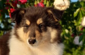 собачка домашние животные