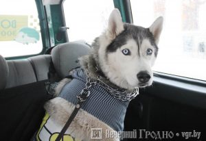 Зоотаксі ў Гродне