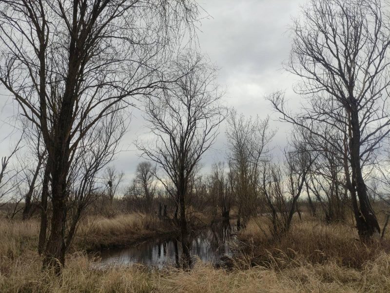 Беларускія балоты