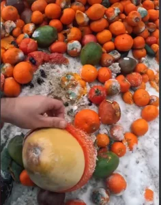 гнилые фрукты для оленей от Караника