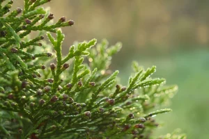 Туя, хвоя