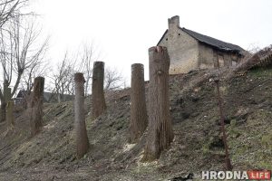 Як выратаваць зеляніну ў горадзе: правілы абрэзкі дрэў і адказнасць гараджан Таполі на Леванабярэжнай у Гродне пасля "санітарнай" абрэзкі