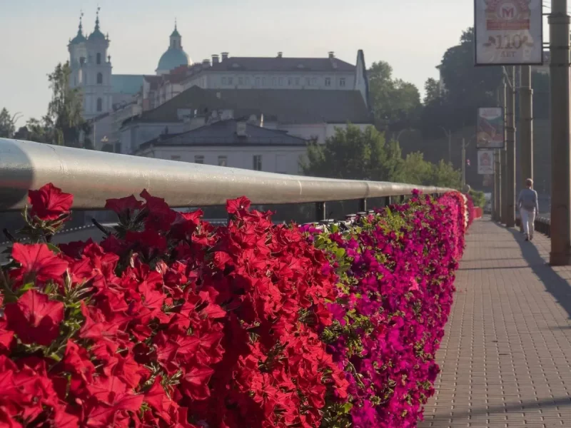 Трох'ярусныя стэлажы і эксперыментальная цяпліца. Як да сезона-2025 у Гродне вырасцяць мільён кветак кветкі на старым мосце
