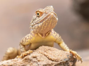 Гродзенскаму заапарку перадалі гекона: яго знайшлі ў скрыні з садавінай