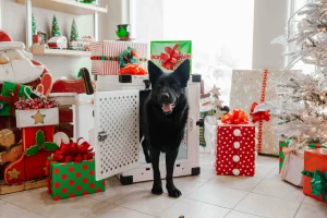 Жывёлы з гродзенскага прытулку атрымалі першыя падарункі ад таемных Сант - пункты выдачы заказаў перапоўнены сабака падарункі