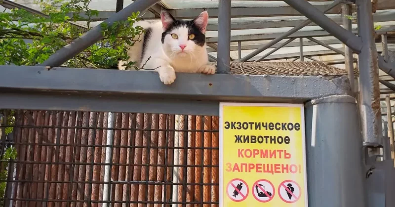 Котку Басю з Гродна намінавалі на міжнародную прэмію. Што не так з гэтай узнагародай і пры чым тут вайна ва Украіне? Котка Бася ў Гродзенскім заапарку. Фота: Гродзенскі заапарк