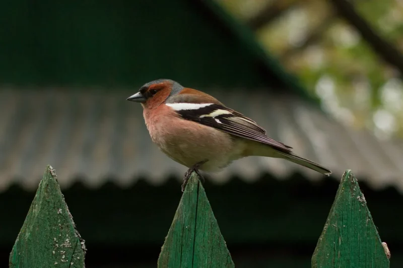 Барацьба з птушкамі ў Гродне: адно з прадпрыемстваў будзе іх адпужваць Птушка. Ілюстрацыйнае фота unsplash.com