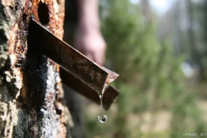 Збор бярозавага соку. Крыніца: 1prof.by