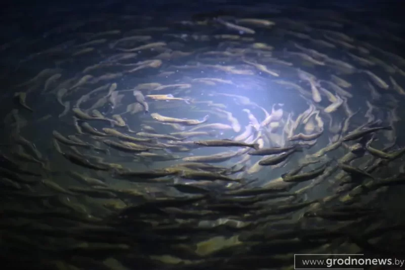 Незвычайны бізнэс: у старым кароўніку пад Свіслаччу вырошчваюць тоны вясёлкавай фарэлі Форель в Свислочском районе.