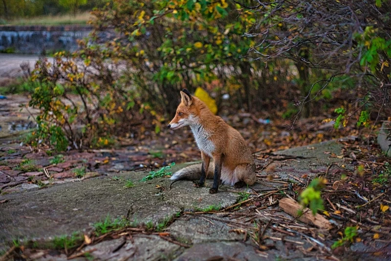 У Гродна заходзіць усё больш ліс. Спецыялісты патлумачылі чаму