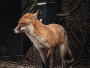 Ліса ў Гродне