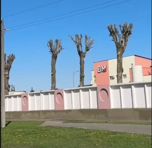 Сан-Ваўкавыска і Іўеандэлес. У Ваўкавыску камунальнікі апраўдаліся за абрэзку дрэваў у парку, але праблема не там Абрэзка дрэваў у Ваўкавыску